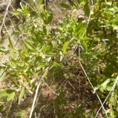 Billardiera heterophylla at O'Connor, ACT - 5 Oct 2015