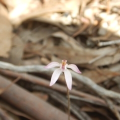 Caladenia fuscata (Dusky Fingers) at Bruce Ridge - 5 Oct 2015 by MichaelMulvaney