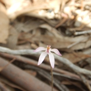 Caladenia fuscata at O'Connor, ACT - suppressed