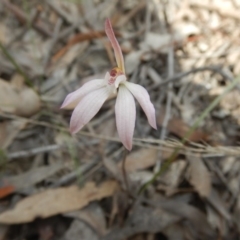 Caladenia fuscata (Dusky Fingers) at Bruce Ridge - 5 Oct 2015 by MichaelMulvaney