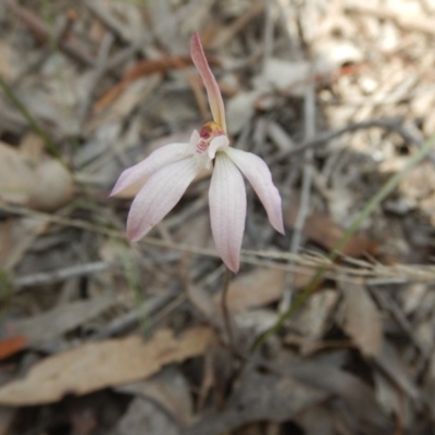 Caladenia fuscata (Dusky Fingers) at Point 5829 - 5 Oct 2015 by MichaelMulvaney