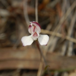 Caladenia fuscata at Undefined Area - suppressed