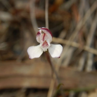 Caladenia fuscata (Dusky Fingers) at Bruce Ridge - 5 Oct 2015 by MichaelMulvaney