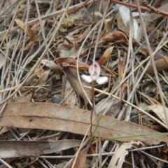 Caladenia fuscata at Undefined Area - suppressed