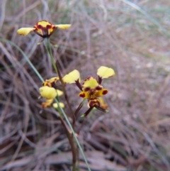 Diuris pardina (Leopard Doubletail) at Nicholls, ACT - 5 Oct 2015 by gavinlongmuir