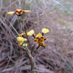 Diuris pardina at Nicholls, ACT - suppressed