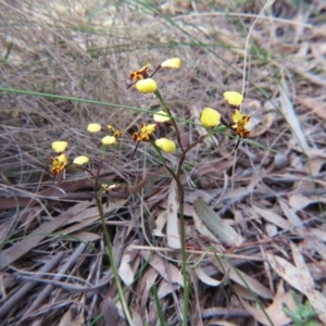 Diuris pardina at Nicholls, ACT - suppressed