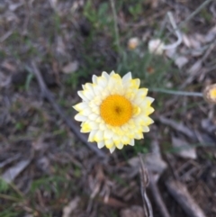 Leucochrysum albicans subsp. albicans (Hoary Sunray) at Mount Majura - 5 Oct 2015 by AaronClausen