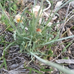 Leucochrysum albicans subsp. albicans at Majura, ACT - 5 Oct 2015 06:41 PM