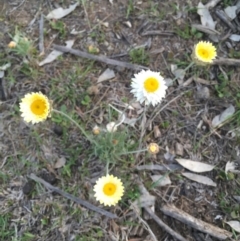 Leucochrysum albicans subsp. albicans at Majura, ACT - 5 Oct 2015 06:41 PM