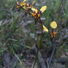 Diuris pardina (Leopard Doubletail) at Mount Majura - 5 Oct 2015 by AaronClausen