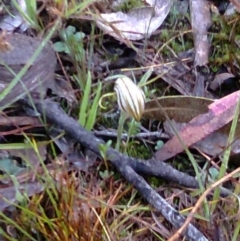 Diplodium truncatum (Little Dumpies, Brittle Greenhood) at Kinleyside - 24 Mar 2012 by MattM