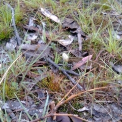 Diplodium truncatum at Taylor, ACT - 25 Mar 2012