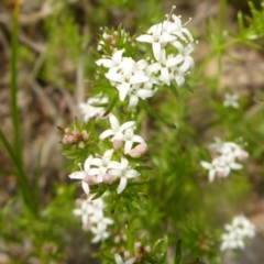 Asperula conferta (Common Woodruff) at Hall, ACT - 4 Oct 2015 by JanetRussell
