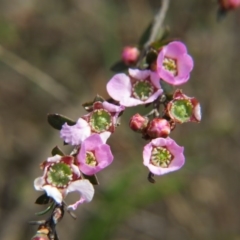 Gaudium multicaule (Teatree) at Nicholls, ACT - 5 Oct 2015 by gavinlongmuir