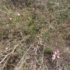 Gaudium multicaule at Nicholls, ACT - 5 Oct 2015 01:10 PM