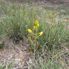 Bulbine bulbosa (Golden Lily) at Percival Hill - 5 Oct 2015 by gavinlongmuir