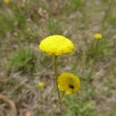 Craspedia variabilis (Common Billy Buttons) at Hall Cemetery - 4 Oct 2015 by JanetRussell