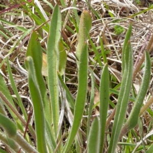 Craspedia variabilis at Hall, ACT - suppressed