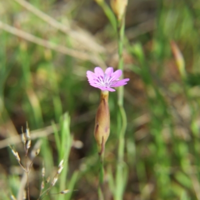 Petrorhagia nanteuilii (Proliferous Pink, Childling Pink) at Crace, ACT - 5 Oct 2015 by gavinlongmuir