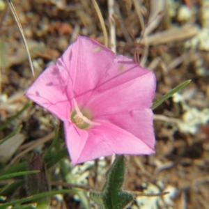 Convolvulus angustissimus subsp. angustissimus at Crace, ACT - 5 Oct 2015