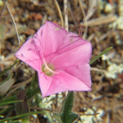 Convolvulus angustissimus subsp. angustissimus (Australian Bindweed) at Crace, ACT - 5 Oct 2015 by gavinlongmuir