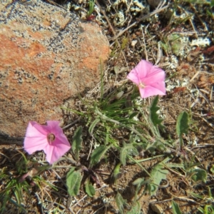 Convolvulus angustissimus subsp. angustissimus at Crace, ACT - 5 Oct 2015 01:19 PM