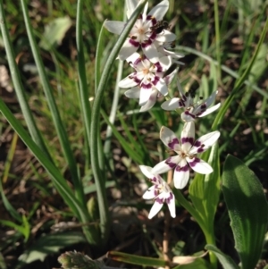 Wurmbea dioica subsp. dioica at Crace, ACT - 28 Sep 2015 04:21 PM