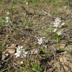 Wurmbea dioica subsp. dioica (Early Nancy) at Nicholls, ACT - 28 Sep 2015 by gavinlongmuir