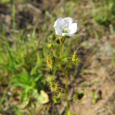 Drosera gunniana (Pale Sundew) at Crace, ACT - 28 Sep 2015 by gavinlongmuir