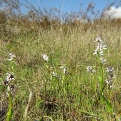 Wurmbea dioica subsp. dioica (Early Nancy) at Crace, ACT - 28 Sep 2015 by gavinlongmuir