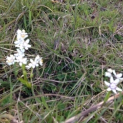 Wurmbea dioica subsp. dioica (Early Nancy) at Percival Hill - 26 Sep 2015 by gavinlongmuir