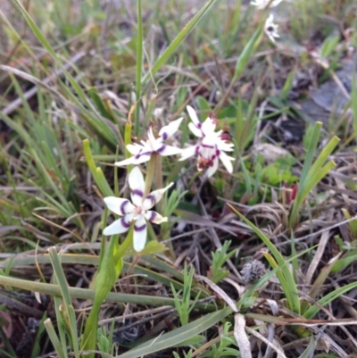 Wurmbea dioica subsp. dioica (Early Nancy) at Crace, ACT - 26 Sep 2015 by gavinlongmuir