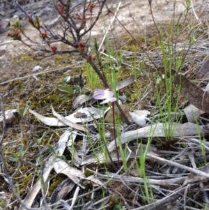 Caladenia fuscata at Nicholls, ACT - 26 Sep 2015