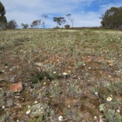 Leucochrysum albicans subsp. tricolor at Percival Hill - 5 Oct 2015 by gavinlongmuir