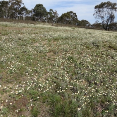 Leucochrysum albicans subsp. tricolor at Percival Hill - 5 Oct 2015 by gavinlongmuir