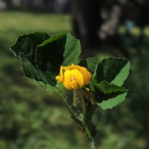 Medicago polymorpha at Conder, ACT - 2 Oct 2015 12:20 PM