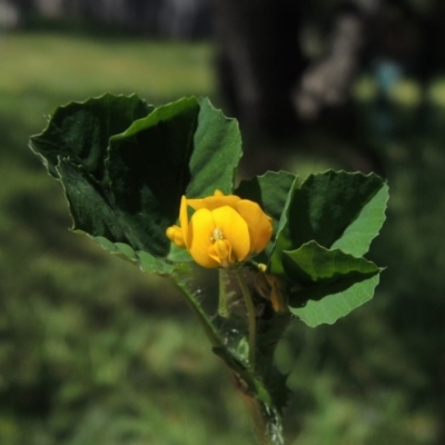 Medicago polymorpha (Burr Medic) at Pollinator-friendly garden Conder - 2 Oct 2015 by michaelb