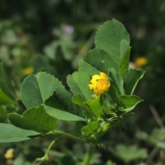 Medicago polymorpha at Conder, ACT - 2 Oct 2015 12:20 PM