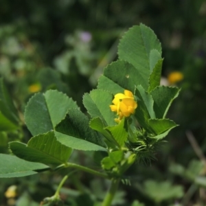 Medicago polymorpha at Conder, ACT - 2 Oct 2015 12:20 PM