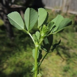 Medicago polymorpha at Conder, ACT - 2 Oct 2015