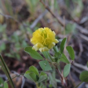 Trifolium campestre at Tharwa, ACT - 3 Oct 2015