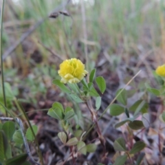 Trifolium campestre at Tharwa, ACT - 3 Oct 2015