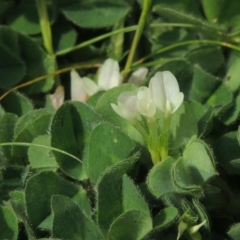 Trifolium subterraneum (Subterranean Clover) at Tennent, ACT - 4 Oct 2015 by michaelb