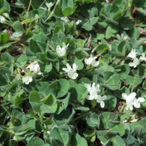 Trifolium subterraneum at Tennent, ACT - 5 Oct 2015 12:00 AM