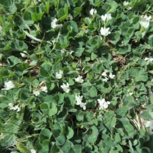 Trifolium subterraneum at Tennent, ACT - 5 Oct 2015 12:00 AM