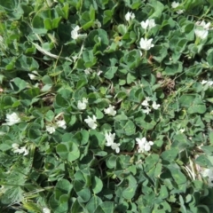 Trifolium subterraneum at Tennent, ACT - 5 Oct 2015