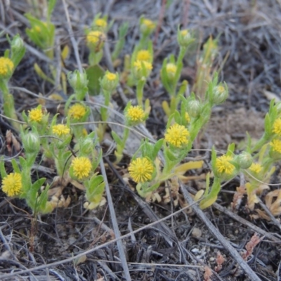 Triptilodiscus pygmaeus (Annual Daisy) at Tharwa, ACT - 3 Oct 2015 by MichaelBedingfield