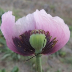 Papaver somniferum (Opium Poppy) at Paddys River, ACT - 3 Oct 2015 by michaelb