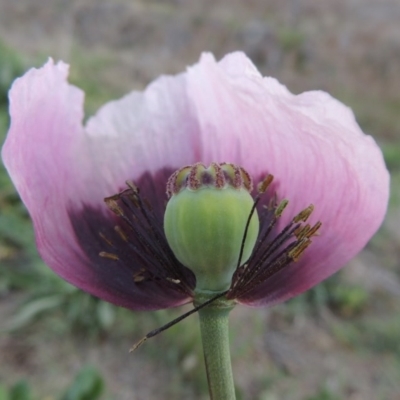 Papaver somniferum (Opium Poppy) at Paddys River, ACT - 3 Oct 2015 by michaelb